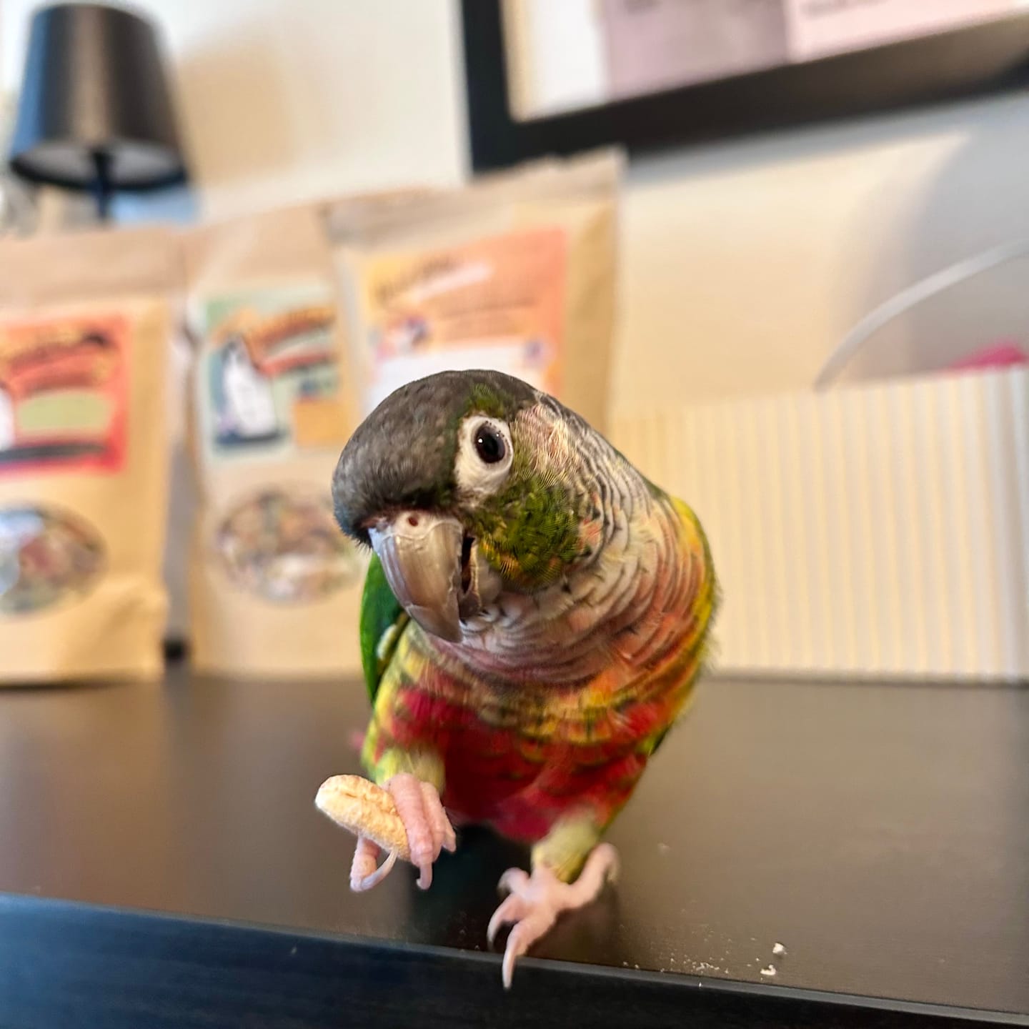 Customer photo review of Whole Balance by Bird Bites - Cooked & Freeze Dried Grains & Legumes
