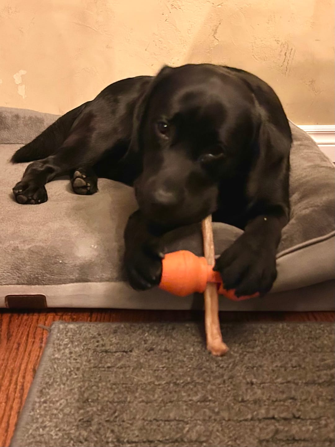 Customer photo review of 10-12 Inch Champion Chew