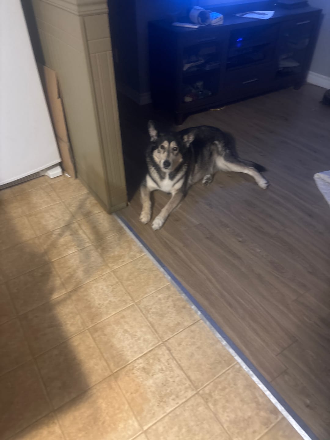 Customer photo review of Horizon Taiga - Nourriture pour chien économique 35 lbs