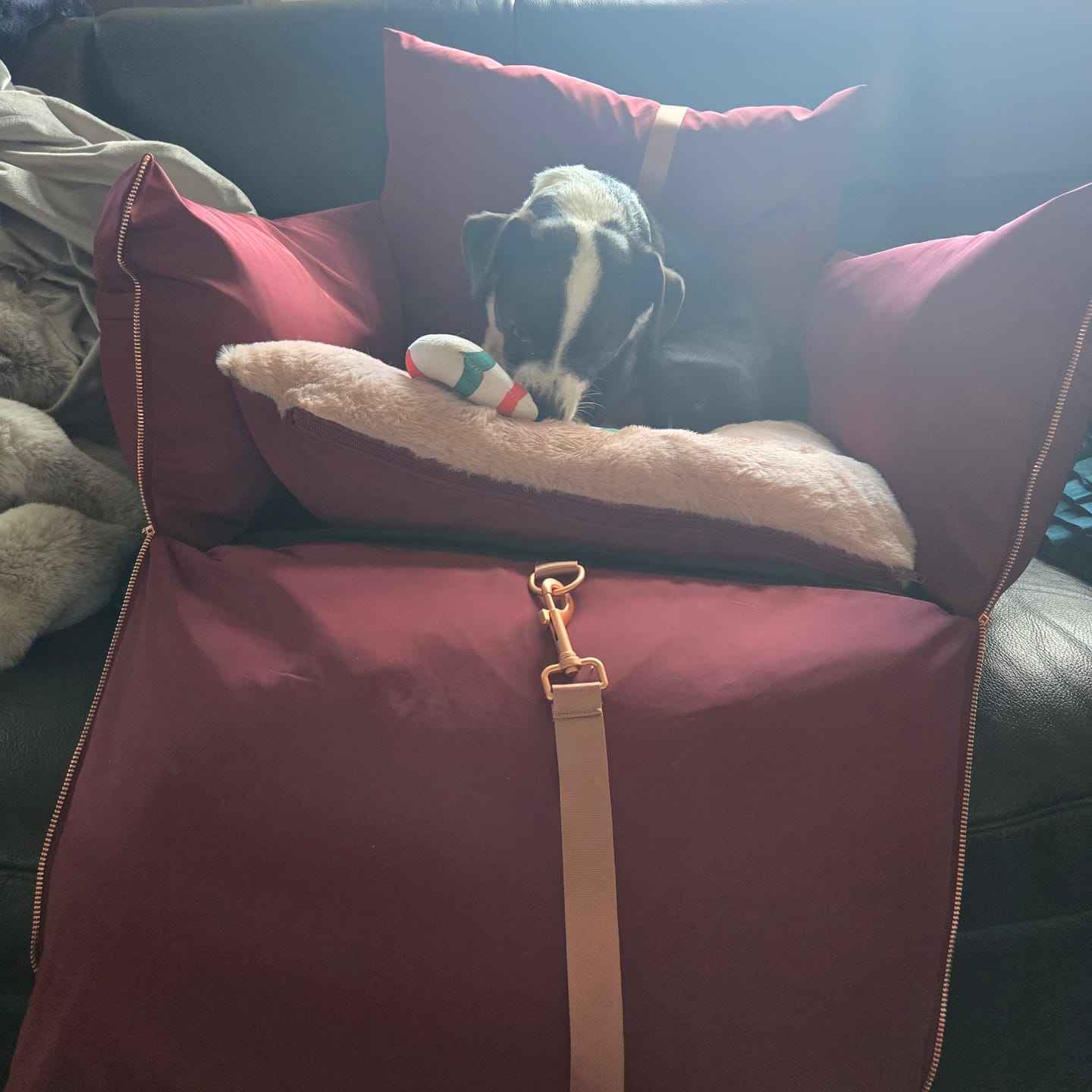 Customer photo review of Travel Dog Pod - Rosewood