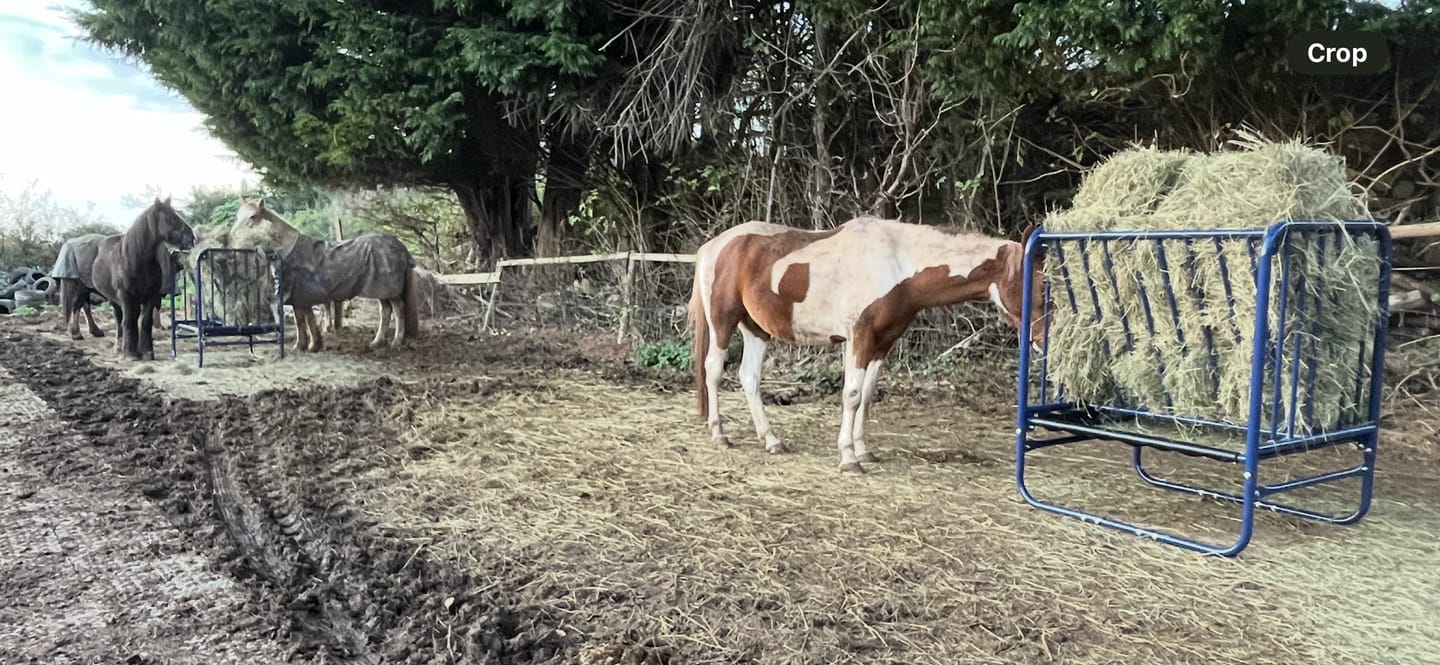 Customer photo review of Adjustable Height Hay & Grain Feeder