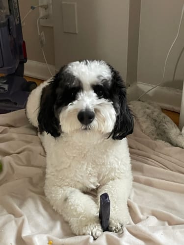 Customer photo review of Blueberry Yak Chews