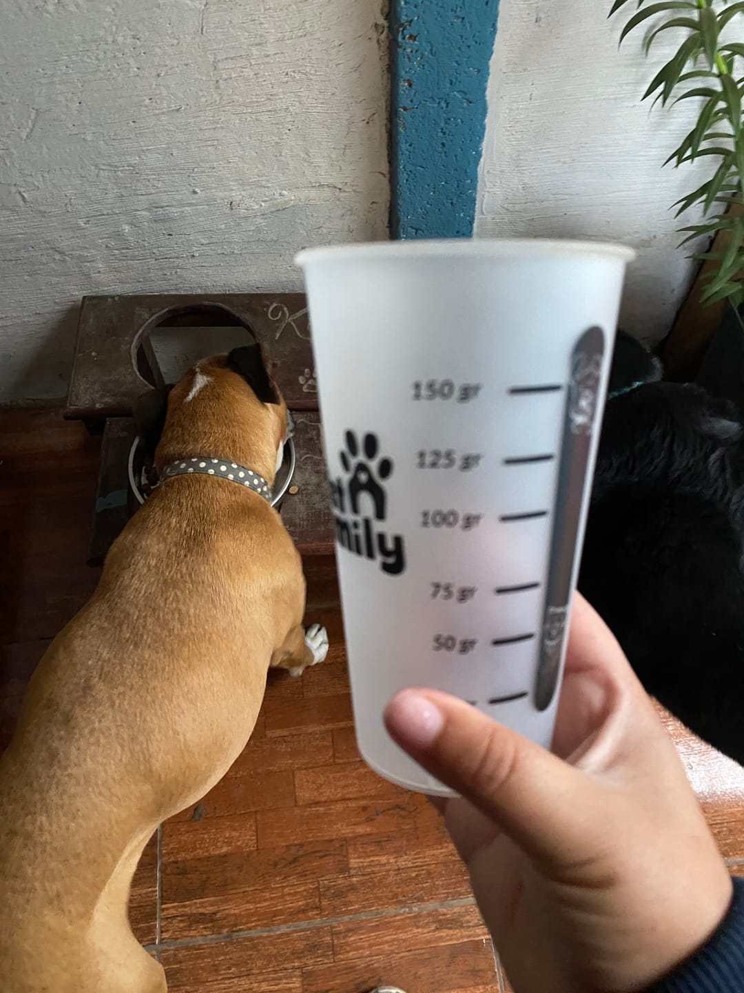 Customer photo review of Vaso Medidor PetFamily