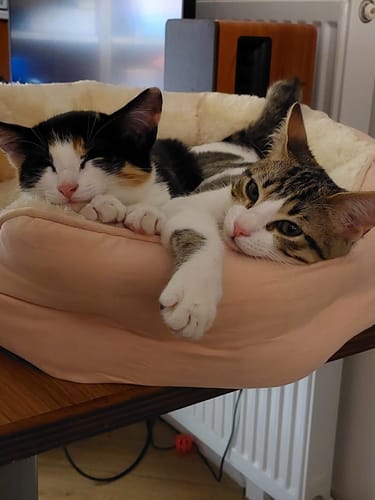 Avis photo d'un client sur Pâtée de Noël Chat Sans Céréales - Dinde