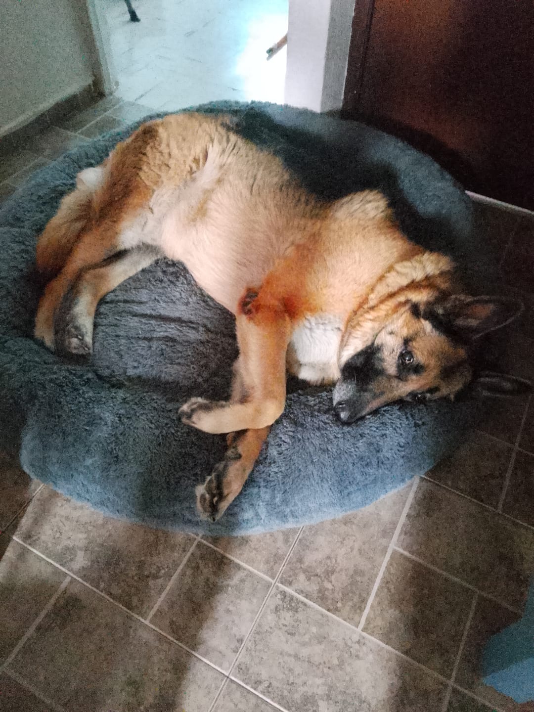 Customer photo review of Funda Original para Cama Antiestrés para Perros