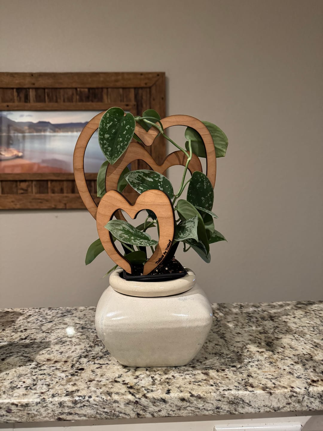 Customer photo review of Trellove - Plant trellis inspired by Hoya Kerrii - 4 nested heart-shaped trellises + heart label
