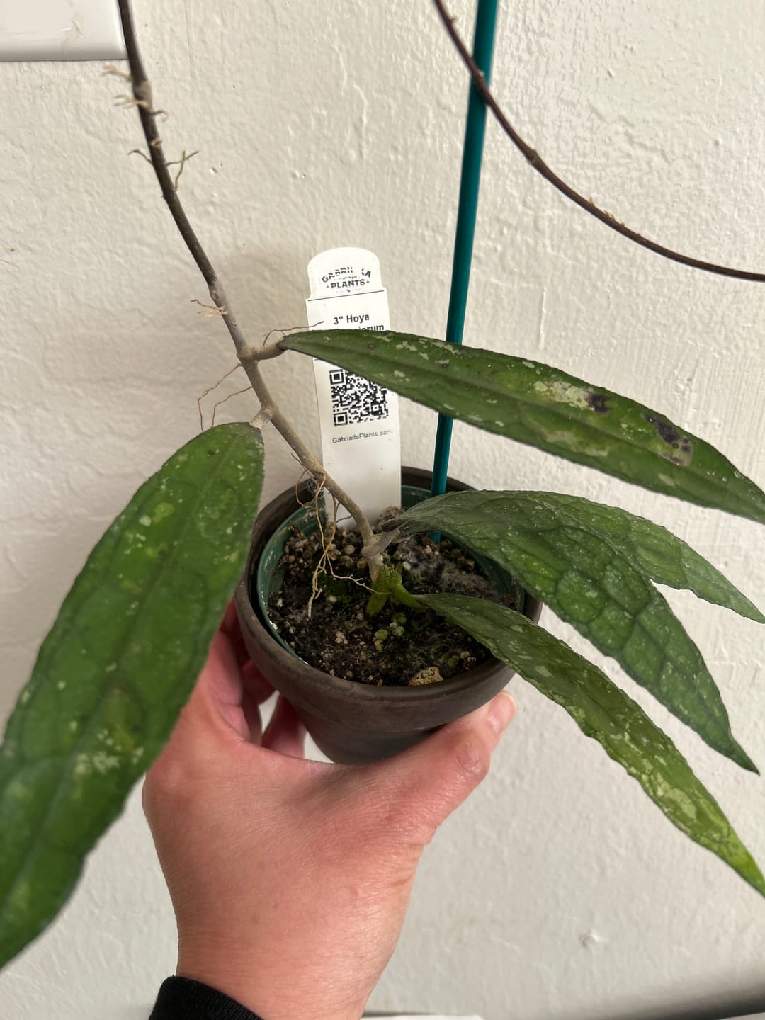 Customer photo review of Hoya clemensiorum