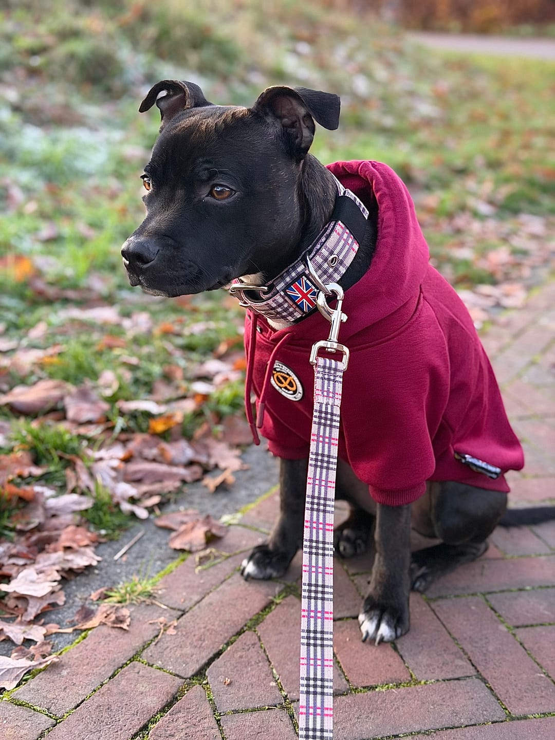 Customer photo review of Staffordshire Bull Terrier 1935® Hoodies - Burgundy