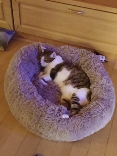 Customer photo review of Puppery Hundebett Wolke 7 - Das Original