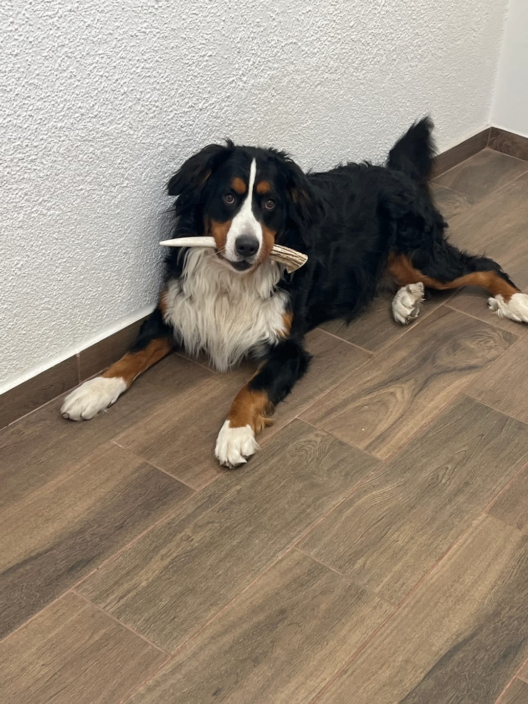 Customer photo review of PREVENTA: Asta de ciervo para perros - Regular