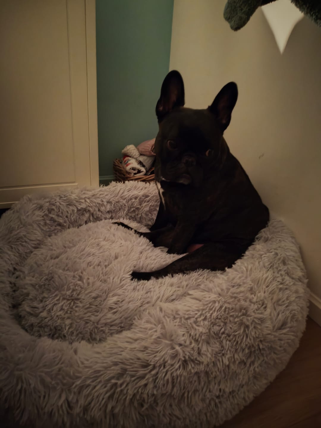 Customer photo review of Pet Perfect Fluffy Donut Hondenmand - Rond - Wasbaar
