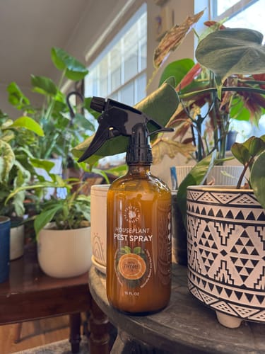 Customer photo review of Houseplant Pest Spray