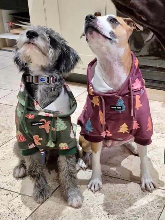 Customer photo review of Christmas Dog Hoodie - Candy Trees