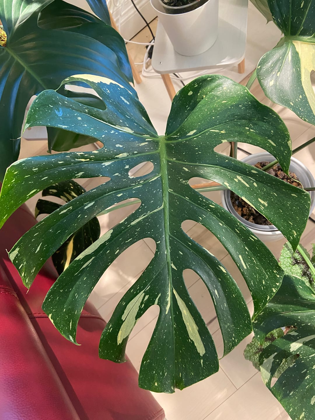 Customer photo review of Kelpy Food for Plants