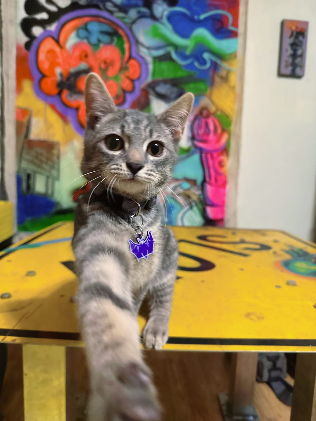 Customer photo review of PET TAG