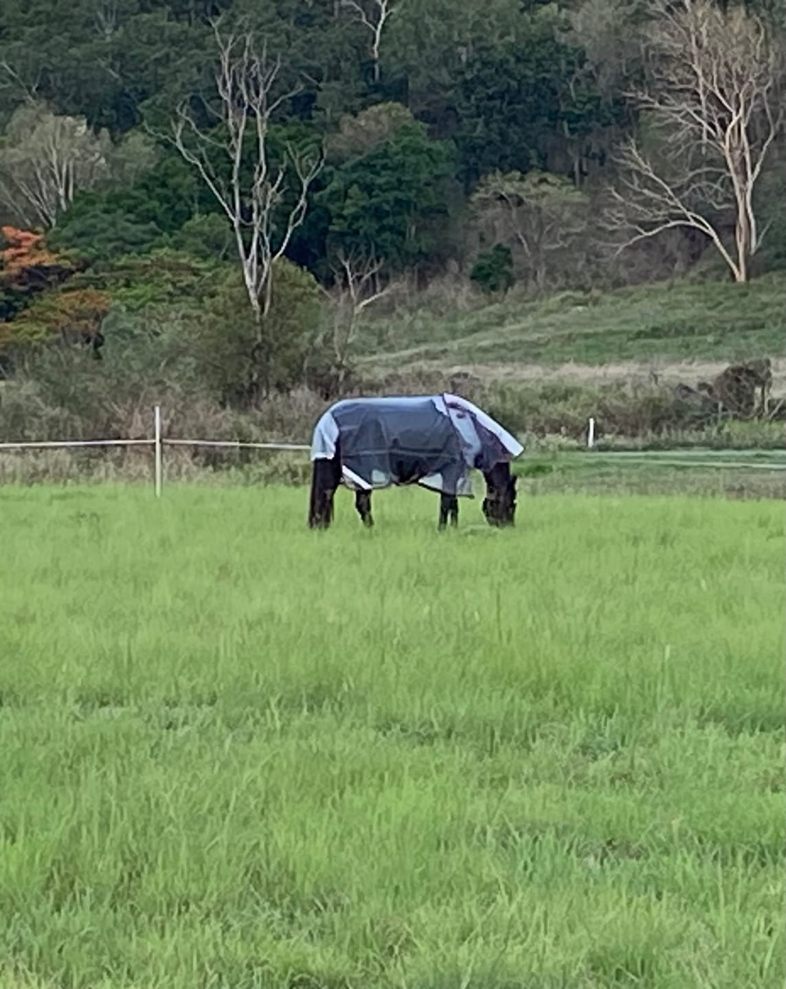 Customer photo review of LE Defender Anti-Insect Fly Rug