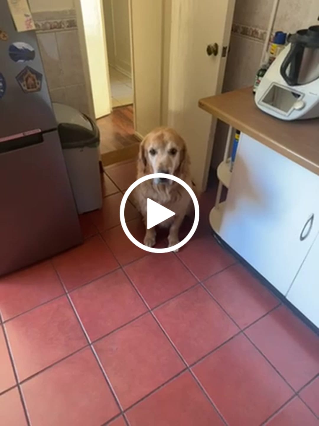 Customer video review of PetFamily Cookies