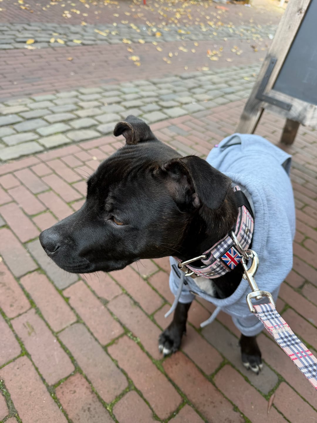 Customer photo review of Staffordshire Bull Terrier 1935® Nylon Leash - Staffburry Beige - Normal