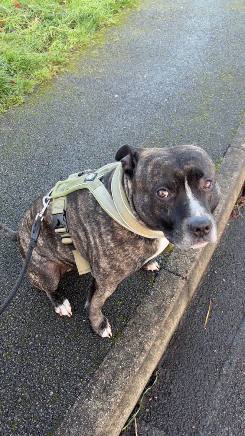 Customer photo review of Slip on Harness | Foam Padded - Khaki