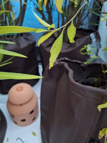 Customer photo review of Thermo Topfschutz L für Pflanzenüberwinterung H 50 cm x Ø 45 cm