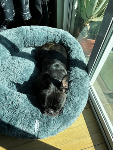 Customer photo review of Cama Antiestrés para Perros
