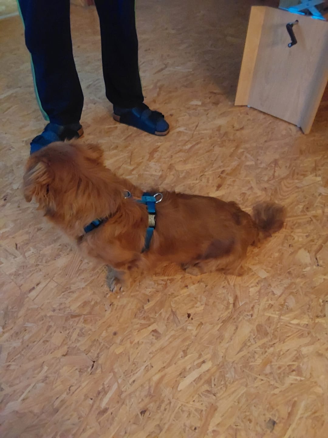Customer photo review of Comfort Hundegeschirr