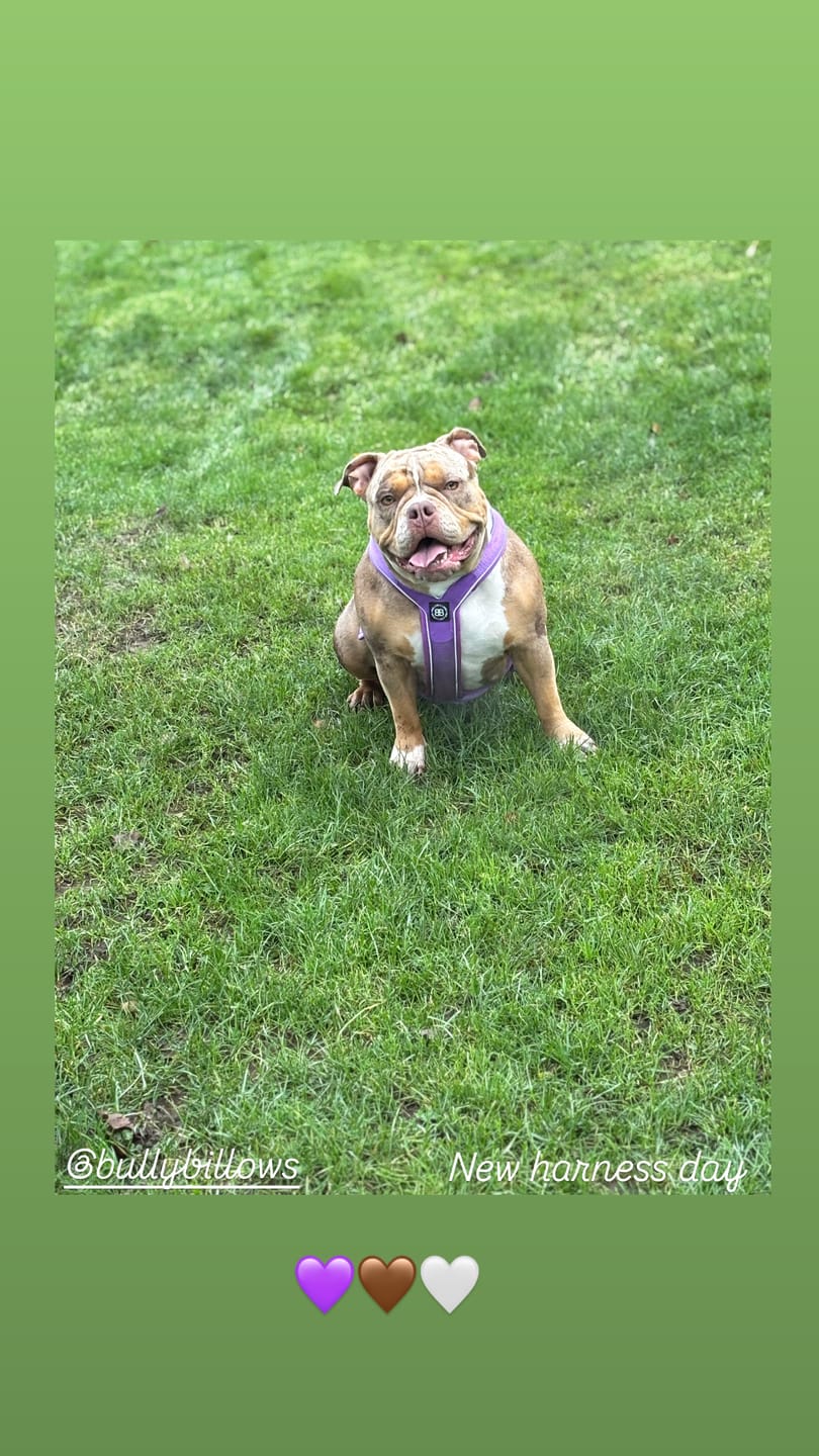 Customer photo review of Slip on Harness | Foam Padded - Purple