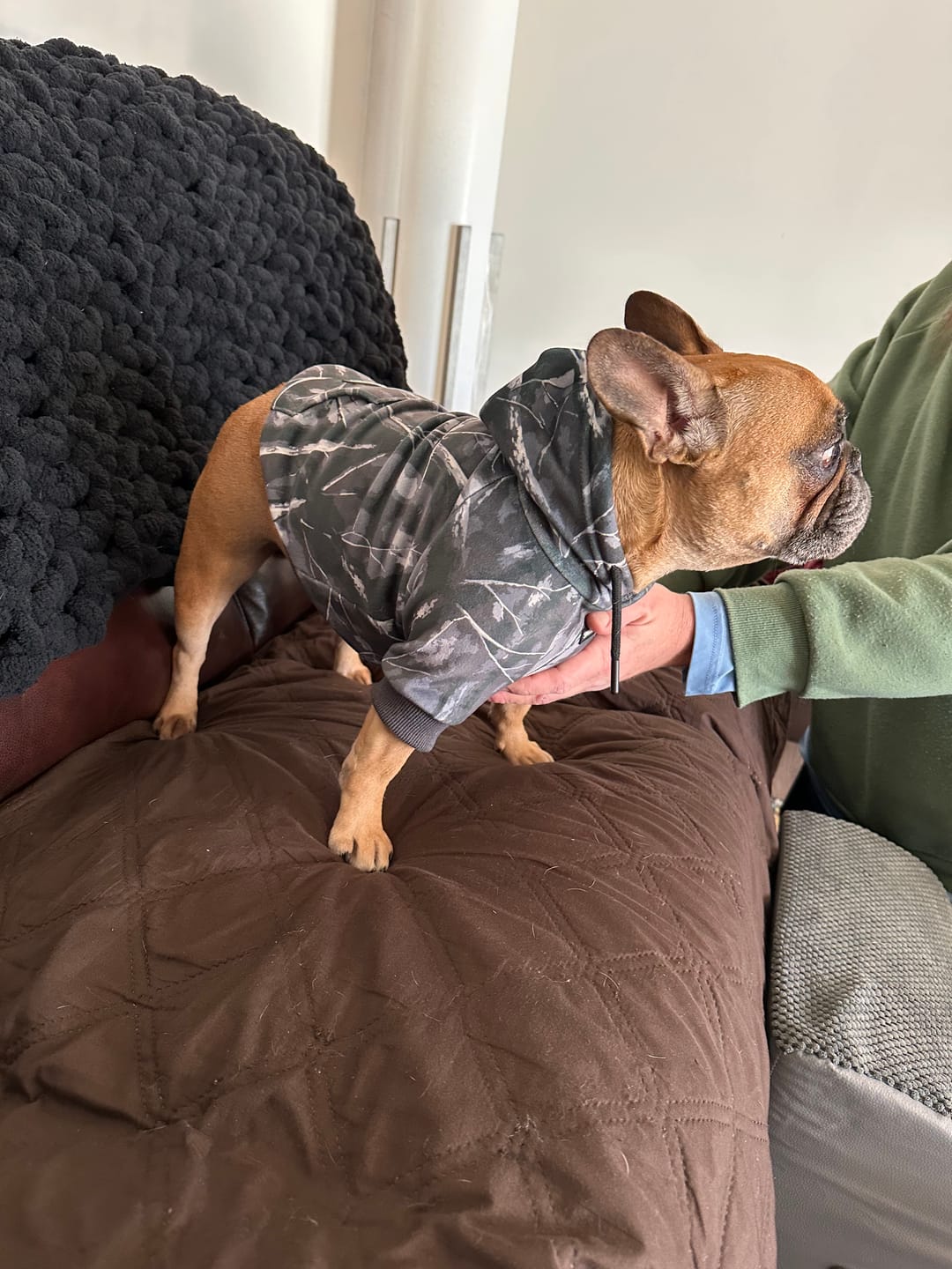 Customer photo review of Concrete Wood Dog Hoodie - Asphalt