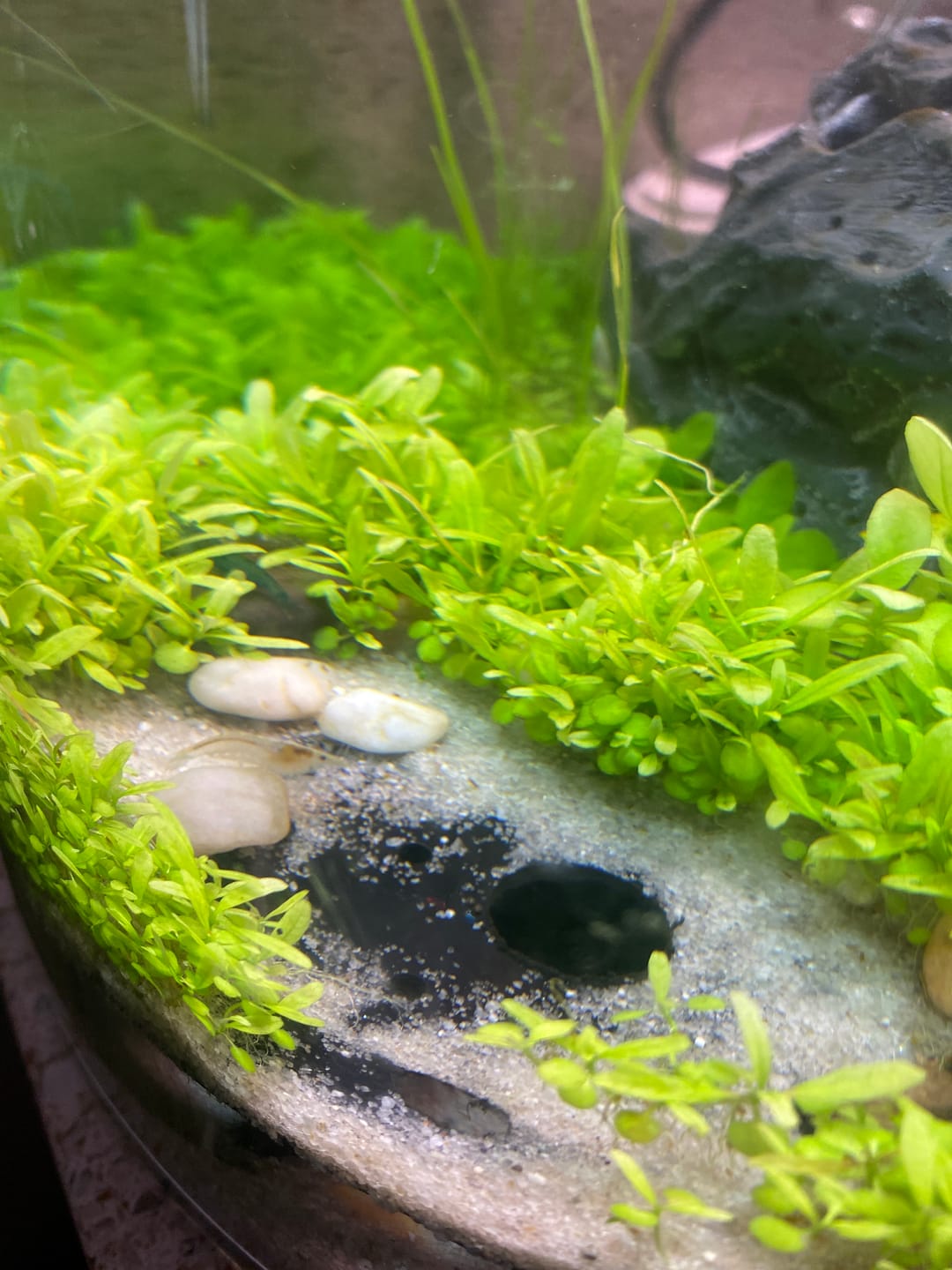 Customer photo review of Fourth Of July Shrimp Pack