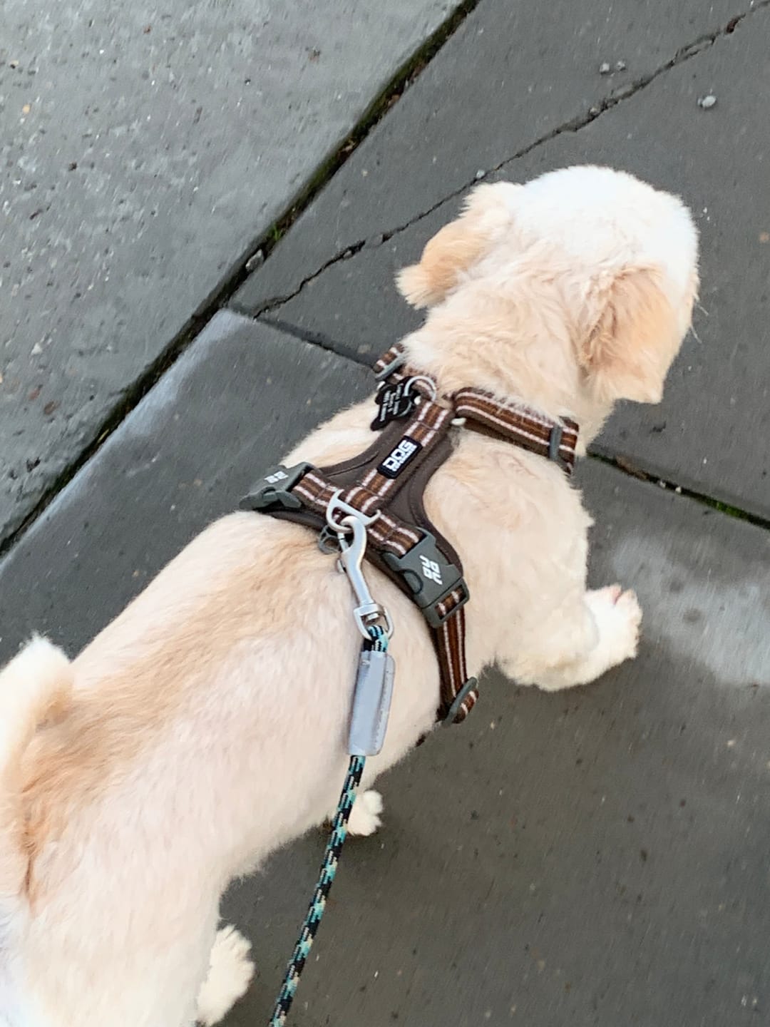 Customer photo review of Dog Copenhagen Walk Air™ hundesele Mocca