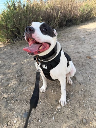 Customer photo review of No Pull Bully Proof Harness