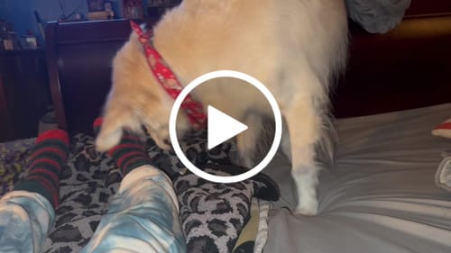 Customer video review of DE-01 Dental Dogbiotic