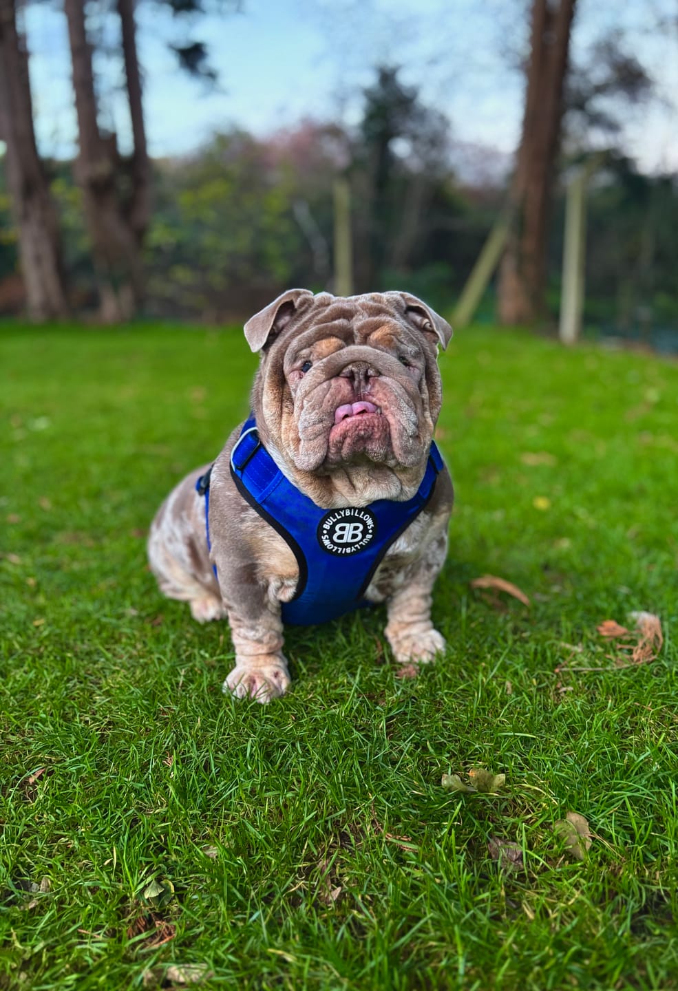 Customer photo review of Comfort Premium Harness | Non Restrictive - Blue