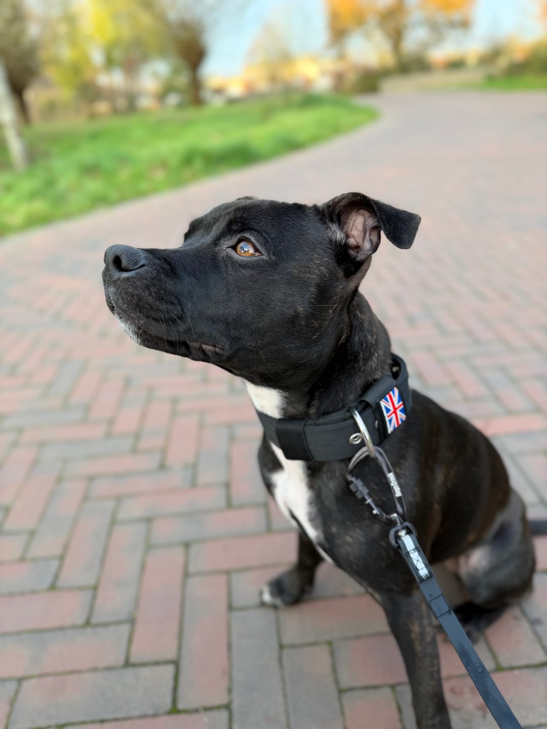 Customer photo review of Staffordshire Bull Terrier 1935® Nylon Collar - Black