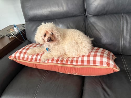 Customer photo review of 2x Blisso Advanced Cat Probiotic | Cat Probiotic for Diarrhea & Kidney Support