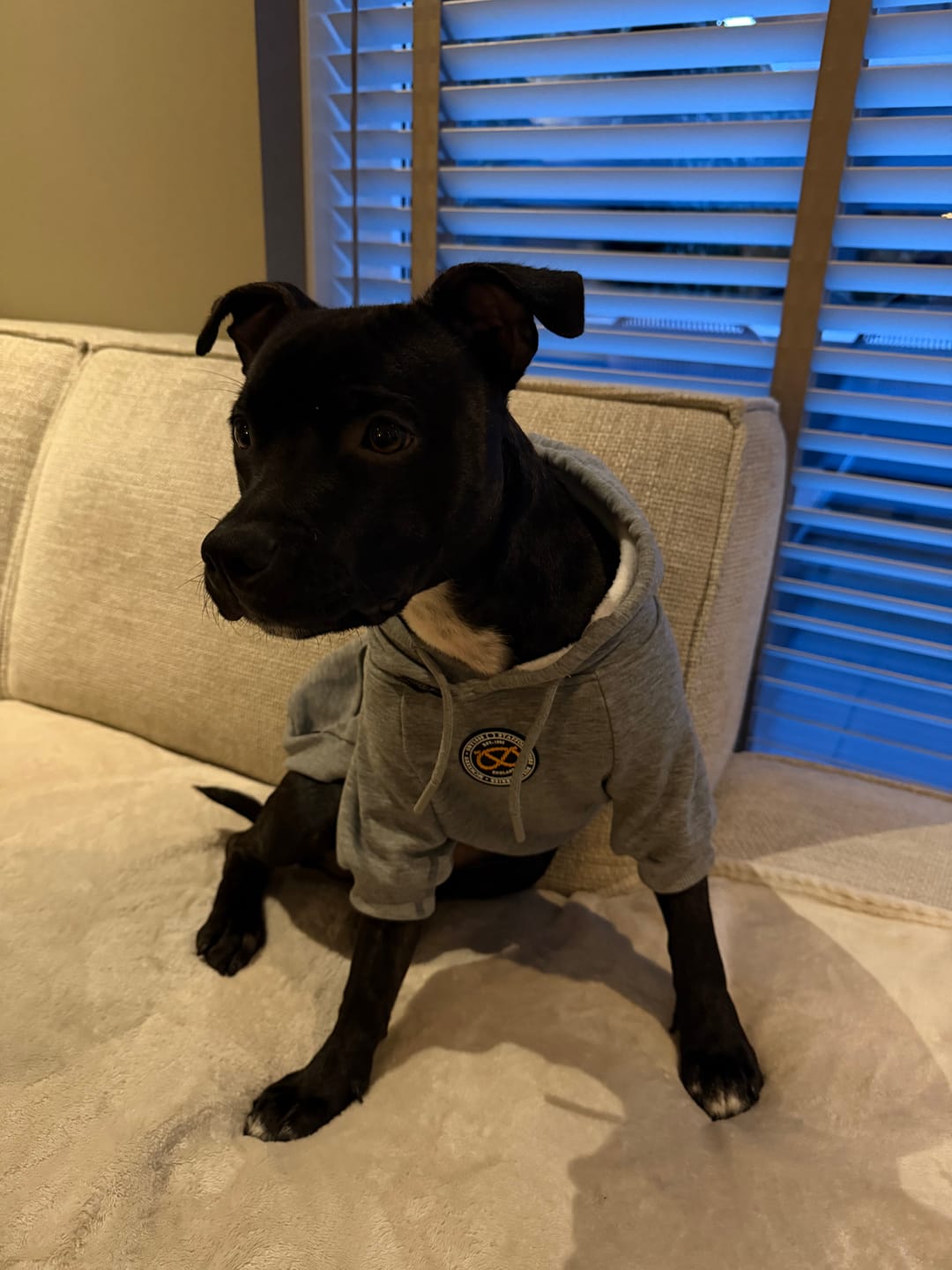Customer photo review of Staffordshire Bull Terrier 1935® Hoodies - Grey