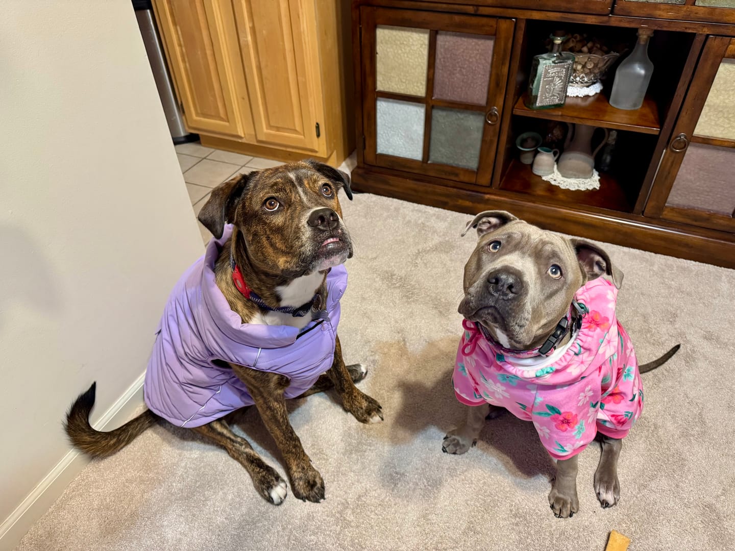 Customer photo review of Blossom Dog Hoodie - Pink