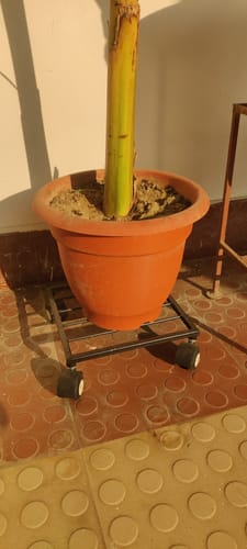 Customer photo review of United Crafts Rozy Wheel Pot Stands for Planters