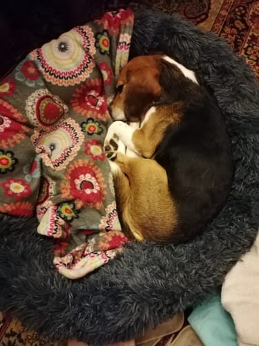 Customer photo review of Puppery Hundebett Wolke 7 - Das Original