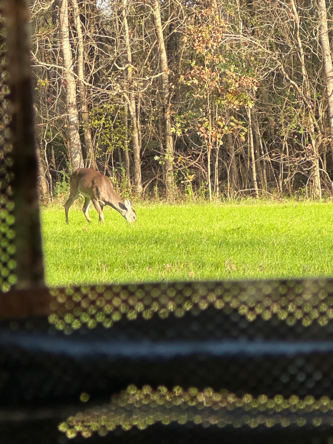 Customer photo review of Vis Series 270 Degree See Through Hunting Blind | Portable 2 3 4 Person Ground Blind | Camo Pop Up Ddeer Blind for Deer & Hunters
