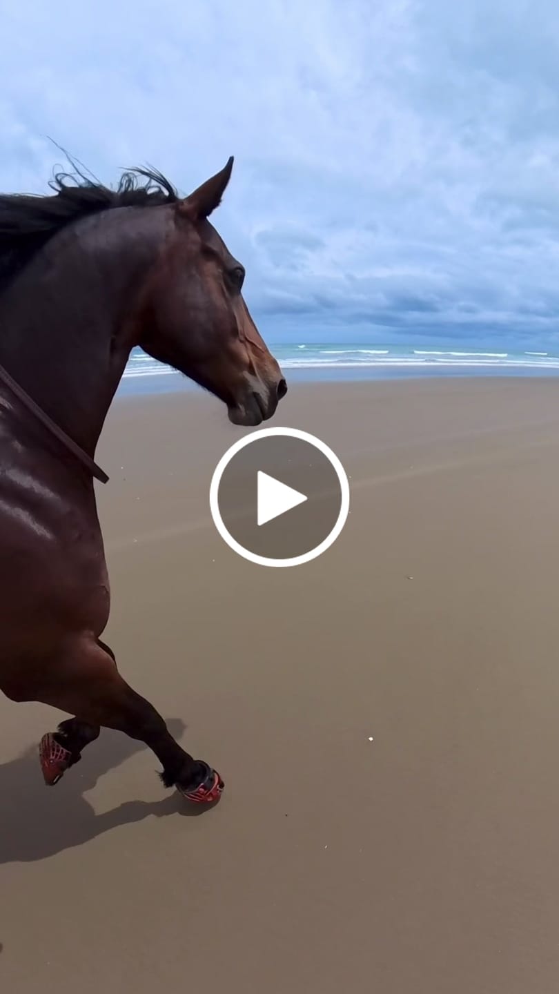Customer video review of Renegade® Viper Shield™ Hoof Boot - Arizona Copper