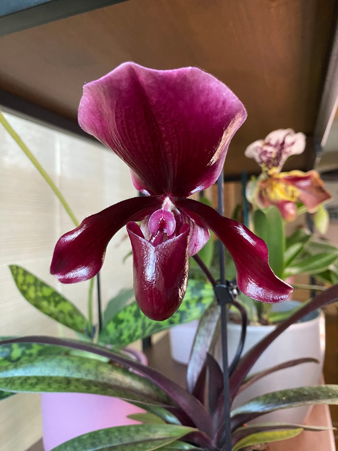 Customer photo review of Frauenschuh Paphiopedilum Black Jack mit 1 Rispe