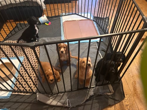 Customer photo review of Canagan Chicken Puppy Dry Dog Food