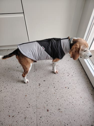 Customer photo review of Manteau chien Beagle : Style Doudoune
