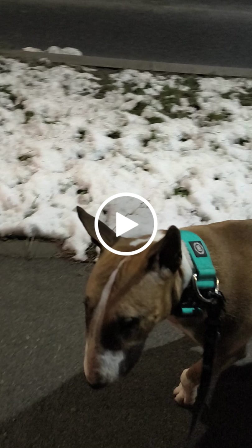 Customer video review of 5cm Combat® Collar | NO Handle & Secure Clip - Turquoise