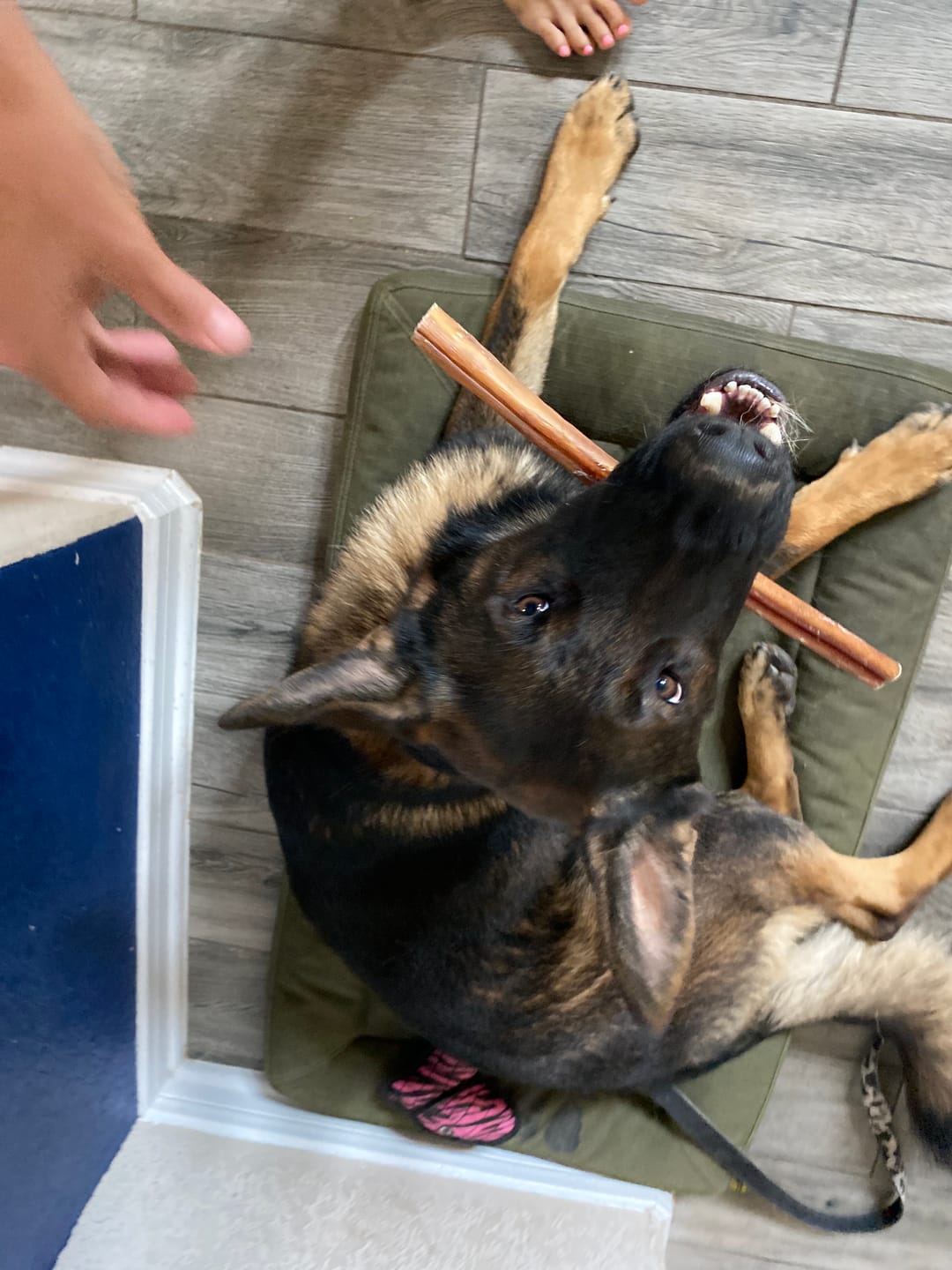 Customer photo review of 12 Inch Jumbo Bully Sticks