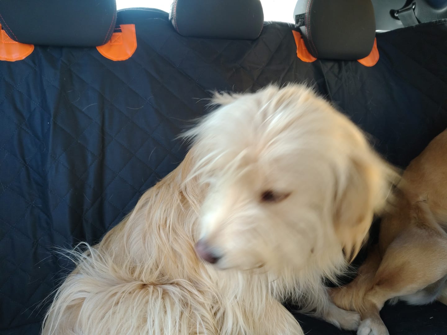 Customer photo review of Funda Impermeable THE DOGS — Auto limpio, perro seguro