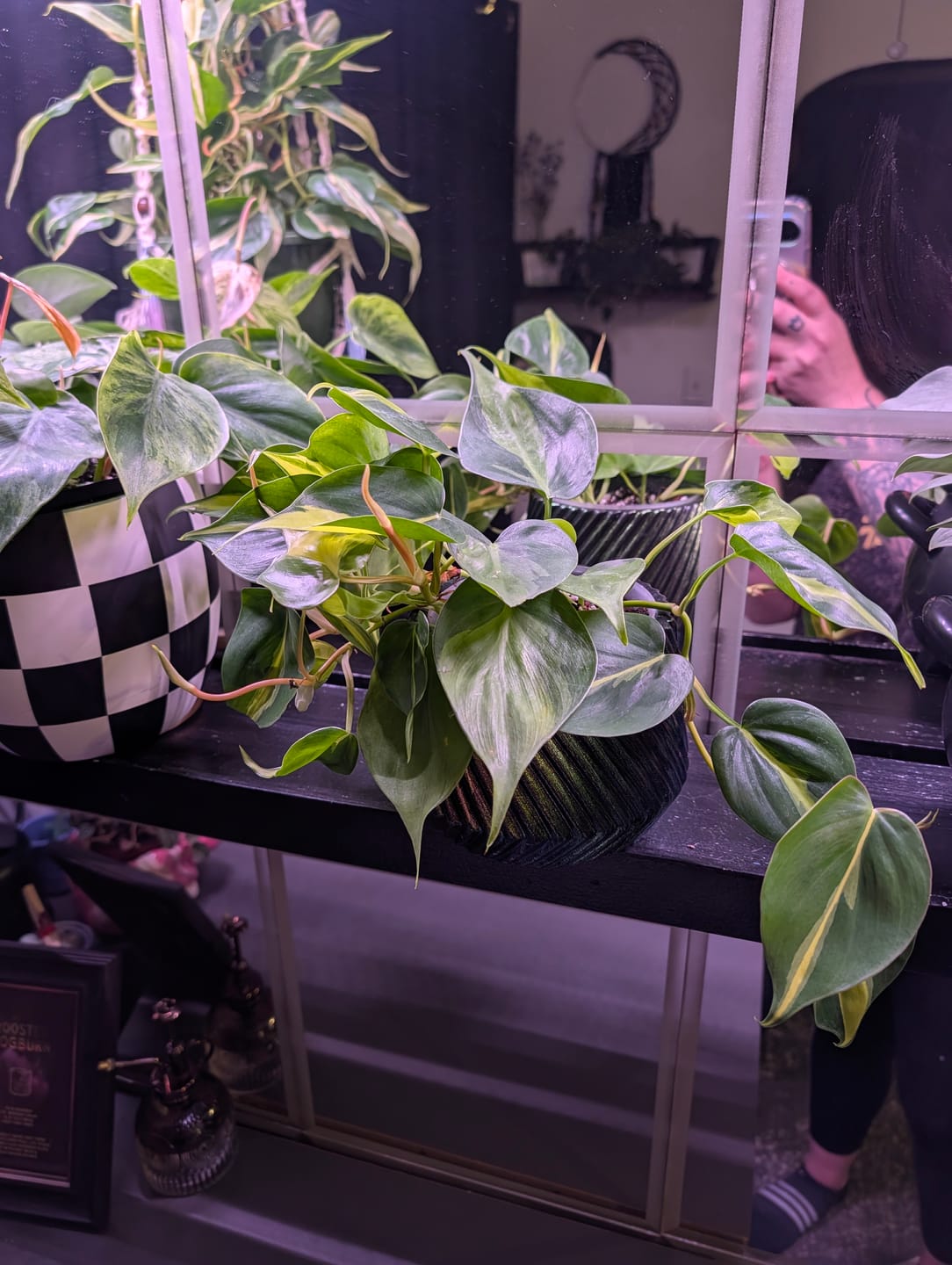 Customer photo review of Philodendron hederaceum 'Brasil'