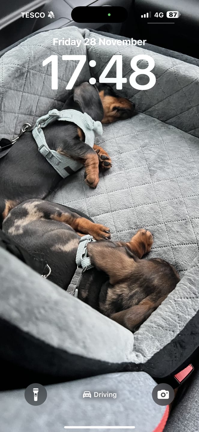 Customer photo review of Calming Box | Anxiety Free Dachshund