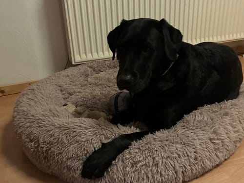 Customer photo review of Puppery Hundebett Wolke 7 - Das Original